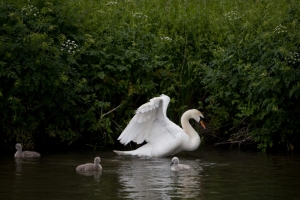Wildlife on the canals and rivers of England